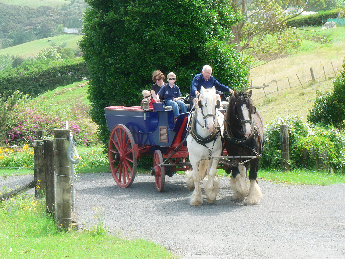 farmstay on a working farm bay of islands nz