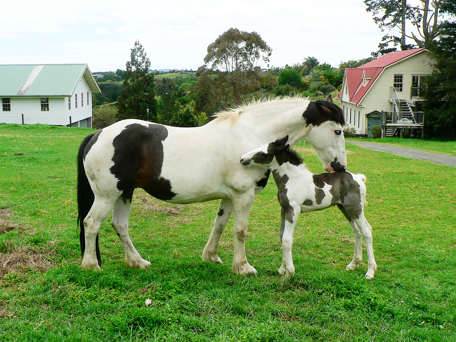 horses outside the carriage house farmstay northland nz