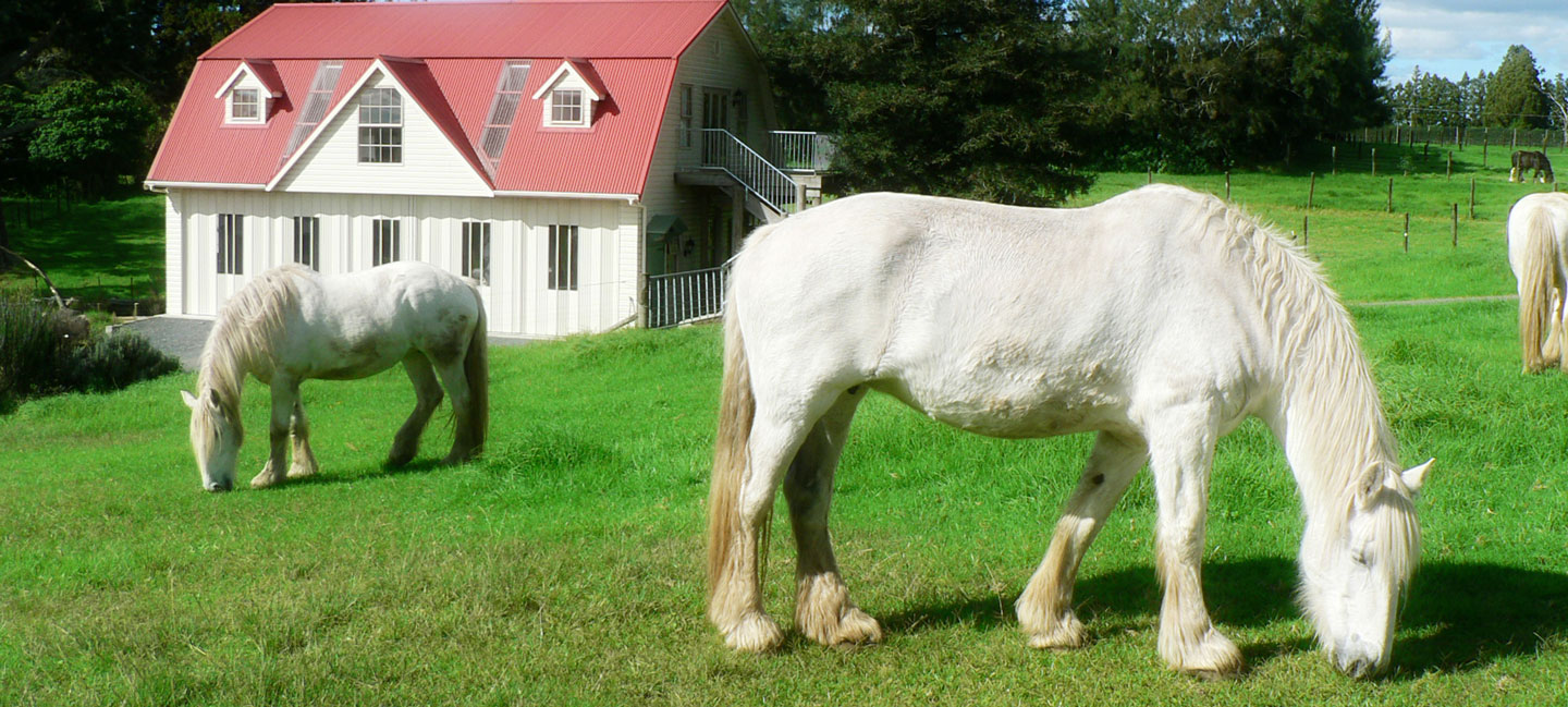 Shire horses at the carriage house farmstay northland nz