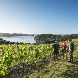 Northland Vineyards Omata Estate Russell