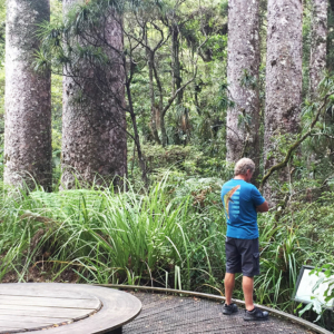 kauri forests and bush walks in northland