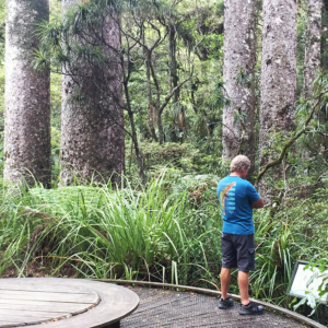 Kauri Forest kauri forests and bush walks in northland