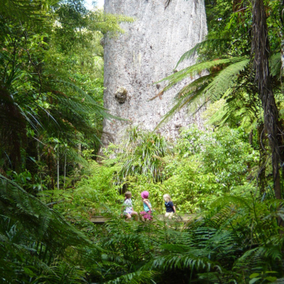 Kauri Forests kauri forests and bush walks in northland