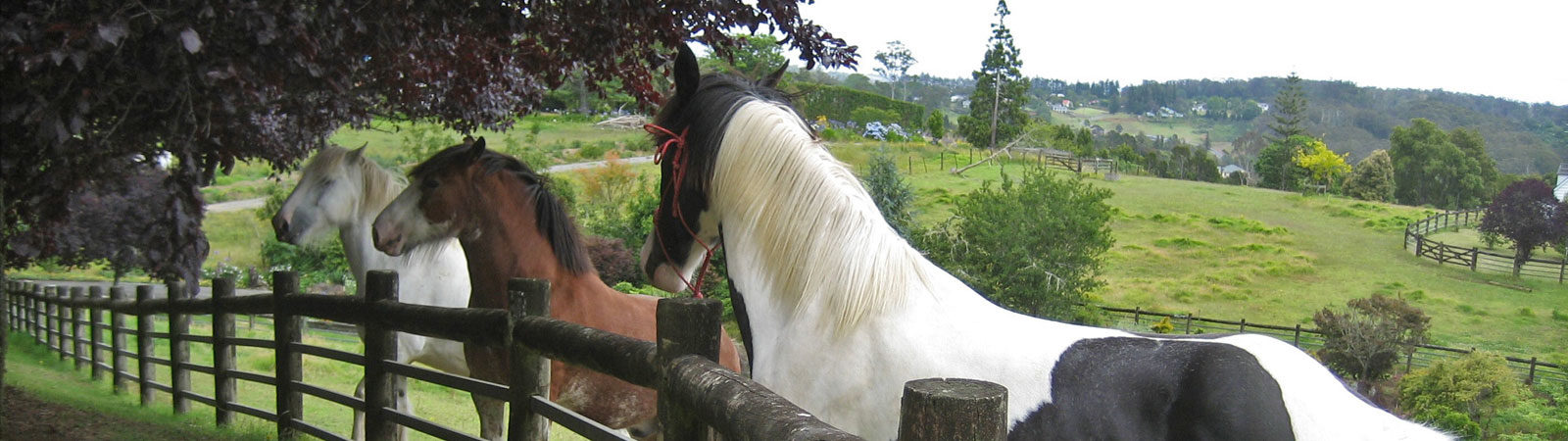 Farmstay in Kerikeri Northland NZ