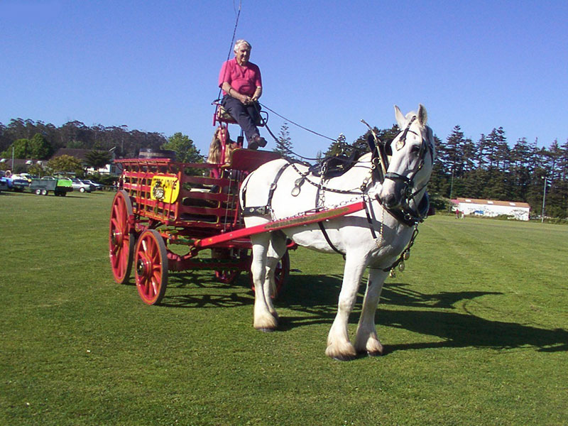 heavy horse and cart at the carriage house kerikeri with host adrian garrett